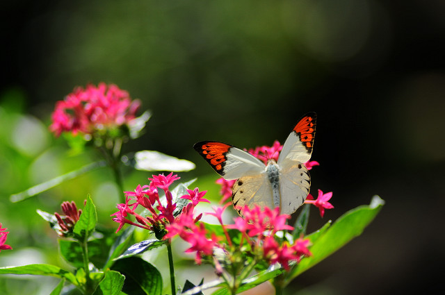 多摩動物園_e0145335_201971.jpg