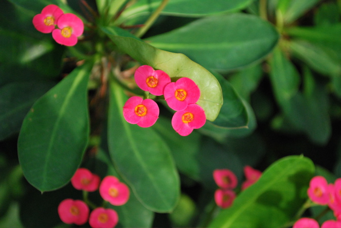 函館植物園物語_f0054539_21583464.jpg