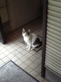 f0159844_1435171.gif