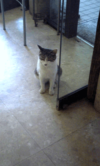 f0159844_17434584.gif