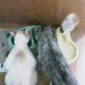 c0179348_1851682.jpg