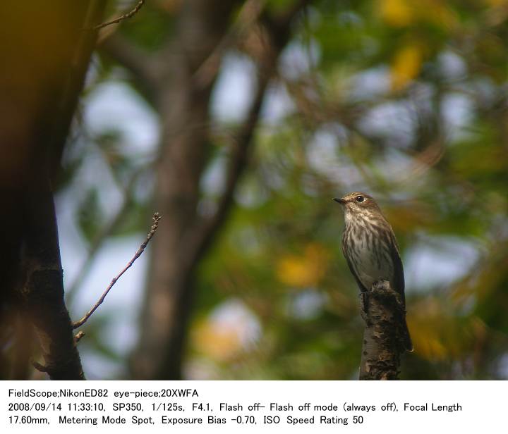 2008.9.14 秋ヶ瀬公園・子供の森_c0062451_19581594.jpg