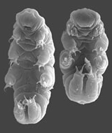 クマムシに惚れる! 2008.9.14_b0002156_1764288.jpg