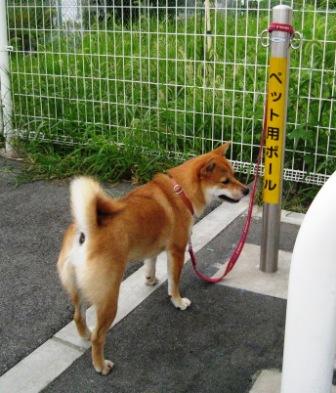 雨は降っても楽しいラン♪_c0171368_20313770.jpg