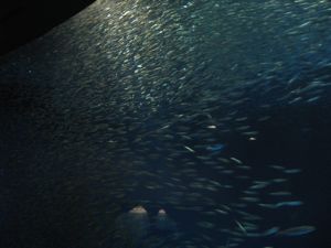 f0124273_1753233.jpg