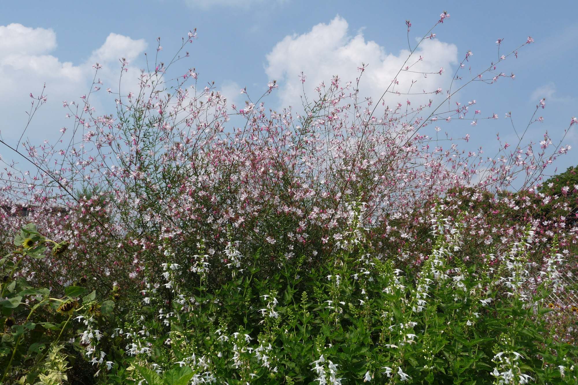 久しぶりの千葉市花の美術館_e0071178_1852493.jpg