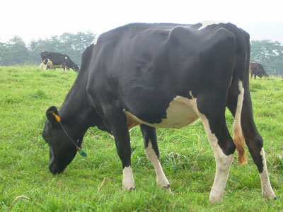 f0130693_945297.jpg