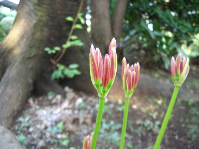 これなんだ？_b0049307_2355417.jpg