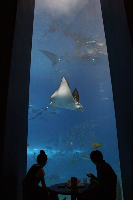 沖縄旅行1日目〜美ら海水族館〜_d0136027_2055868.jpg