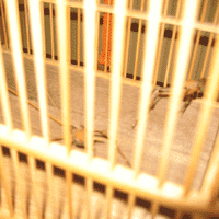 d0033734_1462674.gif