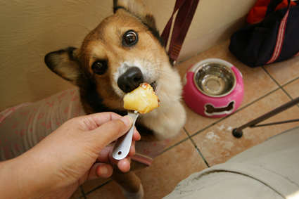 ワンコ飯　侮るなかれ　目が語り_b0031538_0295378.jpg