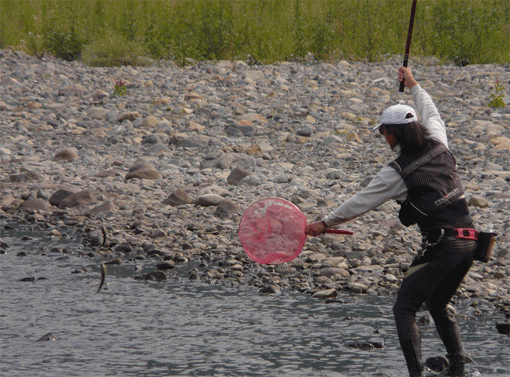 a0056140_1339789.gif