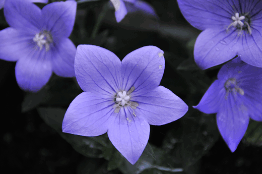 c0093046_7514166.gif
