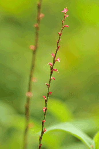 秋の草花_c0093046_752197.gif