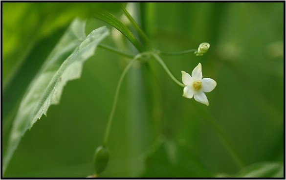 作手の秋の花　Ⅱ_e0091347_7141988.jpg