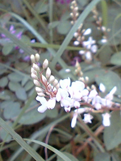 シバハキの白花_f0161552_0255315.jpg