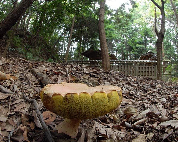 e0035757_059889.jpg