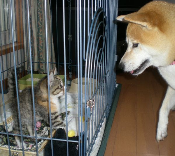 2008年9月16日(火)2日目の愛ちゃんと心ちゃん!_f0060461_21453148.jpg