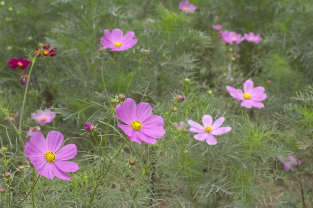 花の国に行ってきました_c0071763_2283454.jpg