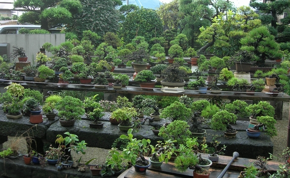 盆栽棚の写真 : sen8の盆栽日記 盆栽棚の写真 : sen8の盆栽日記