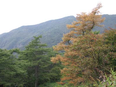 高峯渓谷の花_e0120896_75234.jpg
