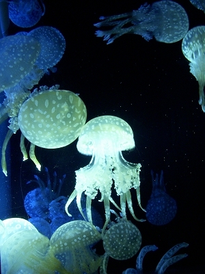 沖縄アルバム(7)美ら海水族館_d0116009_10503548.jpg