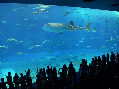 沖縄アルバム(7)美ら海水族館_d0116009_1051812.jpg