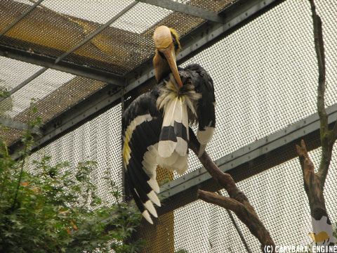 楽園の同居人_f0138828_18541582.jpg