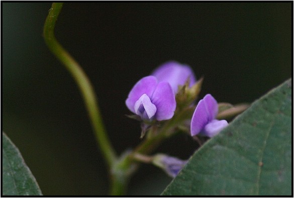 秋のマメ科の花 野草風薫