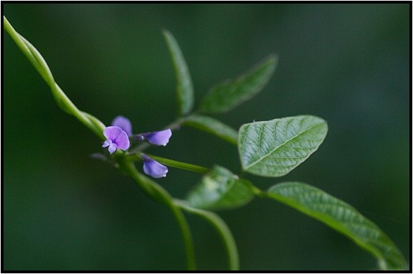 秋のマメ科の花 野草風薫