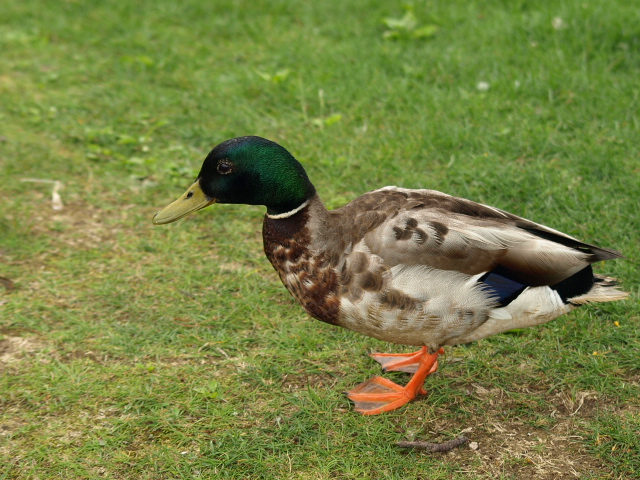 金太郎池のカモ♂_d0153062_953394.jpg