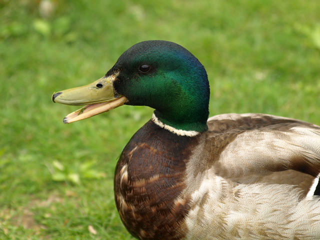 金太郎池のカモ♂_d0153062_96244.jpg