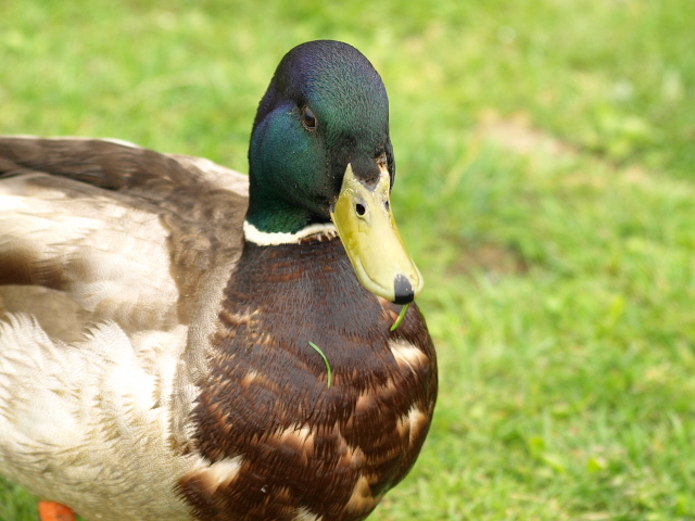 金太郎池のカモ♂_d0153062_962834.jpg