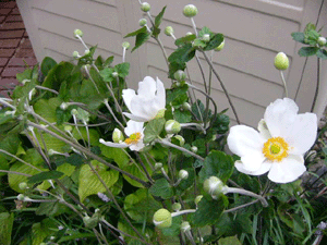 d0137664_20214179.gif