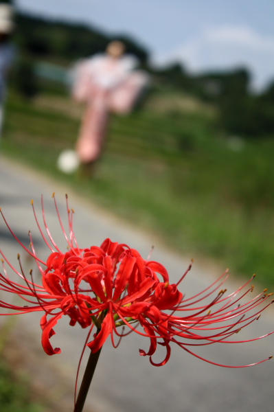 明日香村～案山子ロード1_b0055171_22272330.jpg