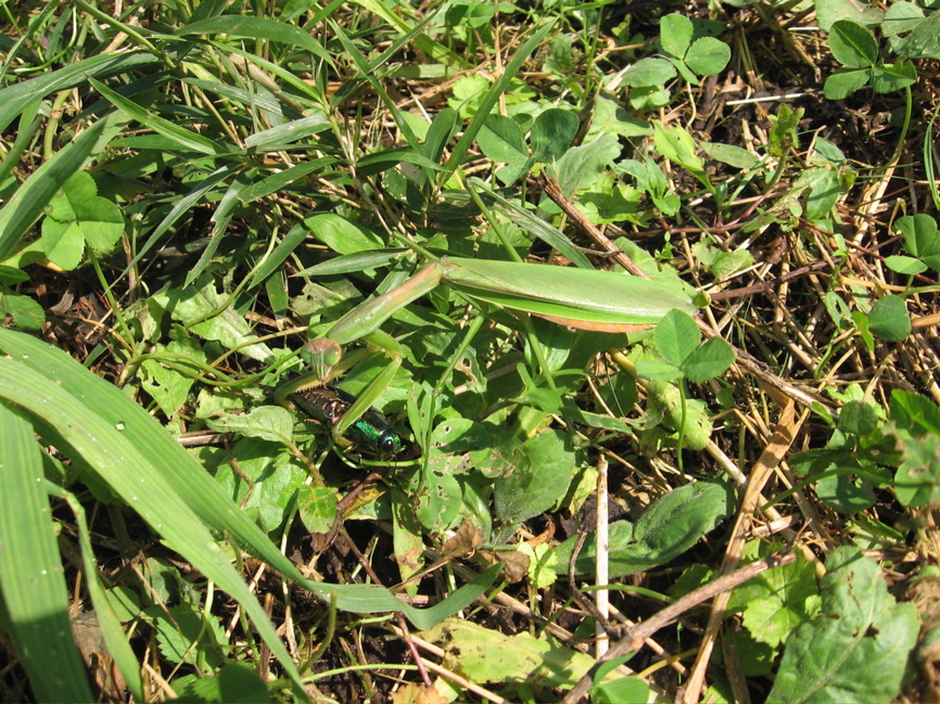 c0089974_894670.jpg
