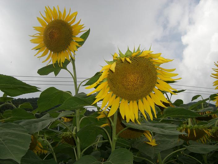 飯田高原へ初秋のドライブ_d0095085_1503412.jpg