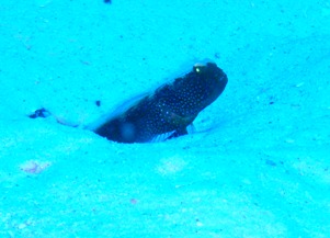 ドンブラコッコ☆ラチャノイ島へ!_f0144385_0285334.jpg