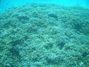ドンブラコッコ☆ラチャノイ島へ!_f0144385_0362398.jpg