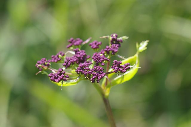 e0070891_207569.jpg