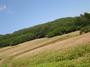 e0143298_1754032.jpg