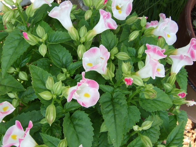 b0107310_1120976.jpg