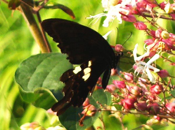 e0034012_158385.jpg