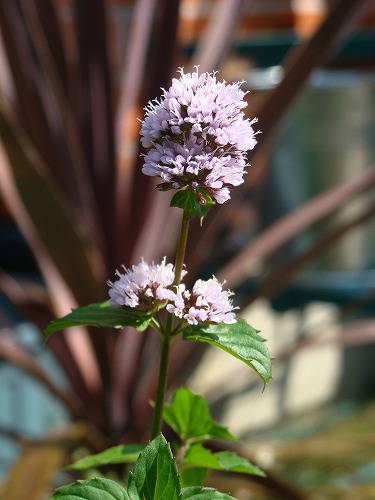 f0170524_1148935.jpg