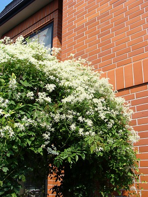 f0170524_1155454.jpg