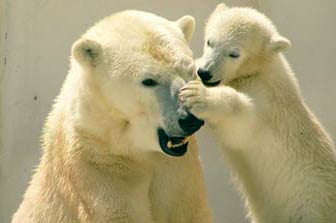 ♥ ～札幌　円山動物園～♥ _d0096526_14153325.jpg