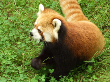 ♥ ～札幌　円山動物園～♥ _d0096526_15271229.jpg