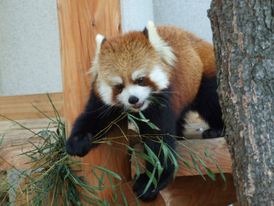 ♥ ～札幌　円山動物園～♥ _d0096526_15301622.jpg