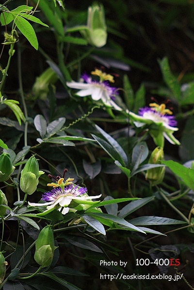 《花》　トケイソウ　100-300mm　（振興センター）_c0080036_232123.jpg