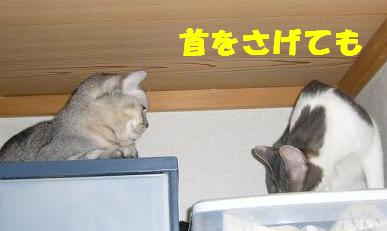 旦那のお気に入り_f0002743_12455030.jpg